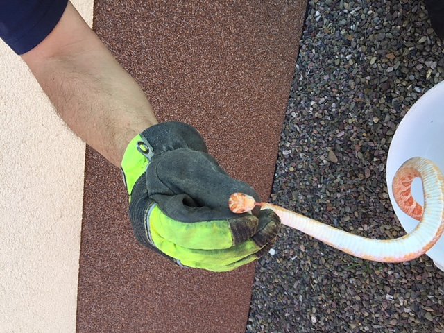 Beim Morgenspaziergang entdeckt