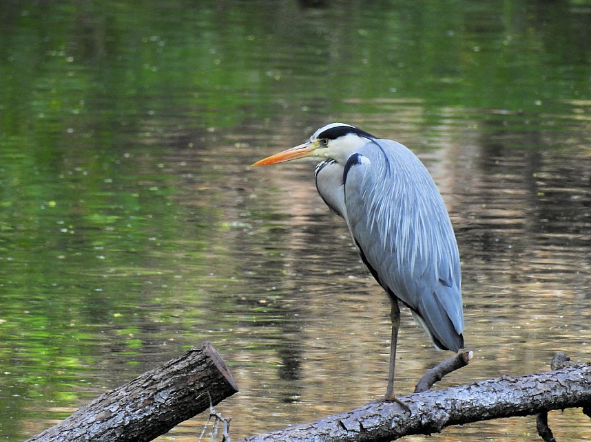 Kunstteich Ballenstedt