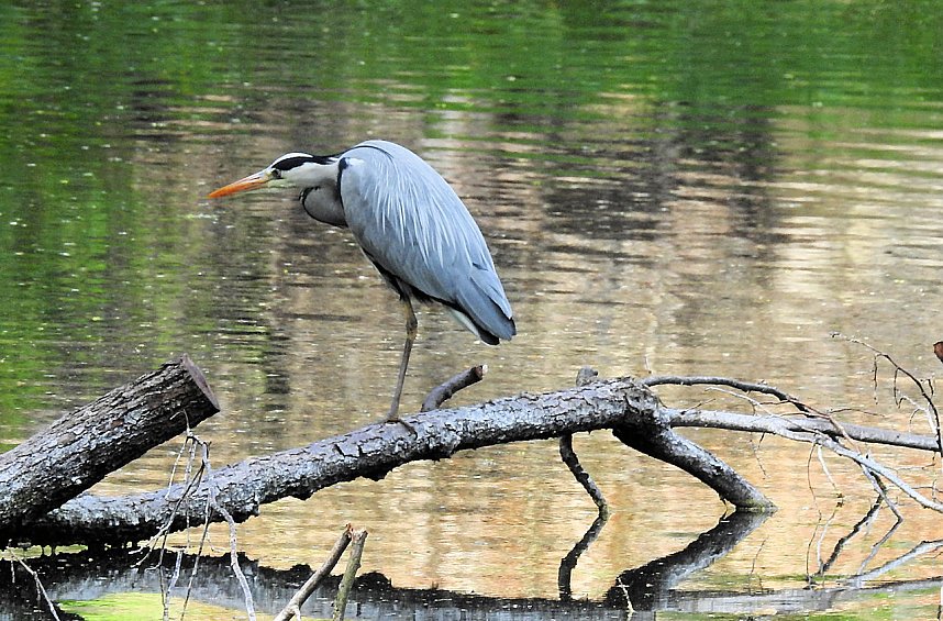 Kunstteich Ballenstedt