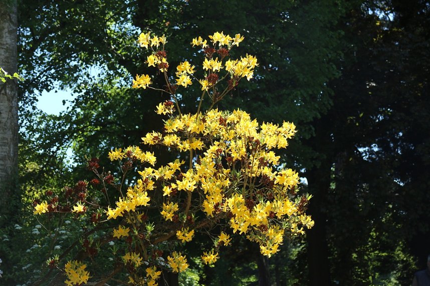 Parkfest in Hohenrode