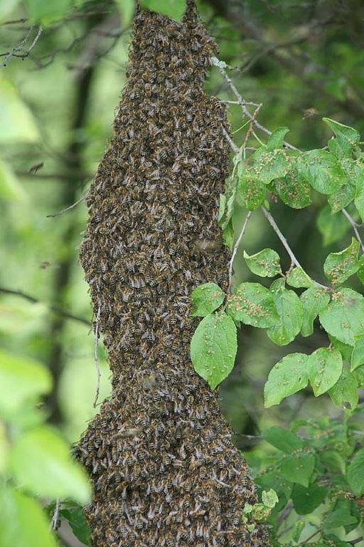 Ein Ausrei&szlig;erschwarm hat sich auf einem Ast niedergelassen. Bevor er weiter zog, fing ihn J&uuml;rgen Reichl wieder ein.