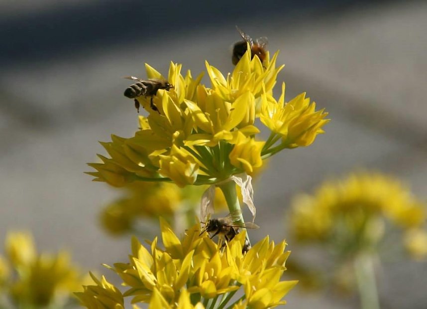 Die Bienen freuen sich &uuml;ber bl&uuml;hende Rapsfelder, sammeln flei&szlig;ig Pollen.