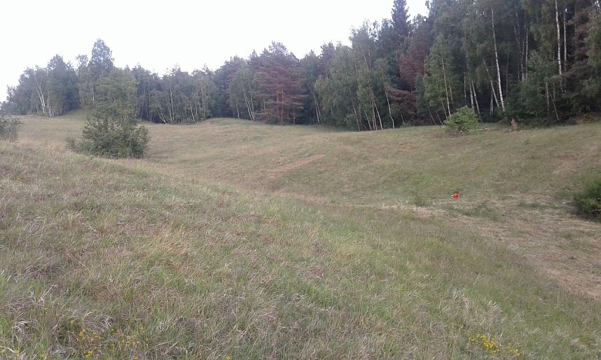BUND-Einsatz 65: F&uuml;r Katzenpf&ouml;tchen und Sand-Veilchen