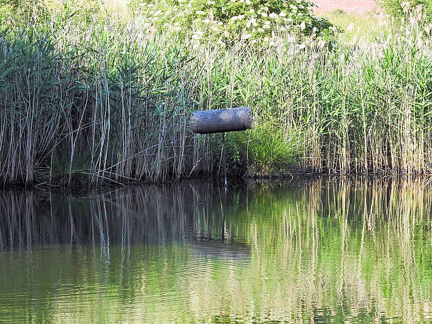 Natur pur bei am Neust&auml;dter Rosenteich