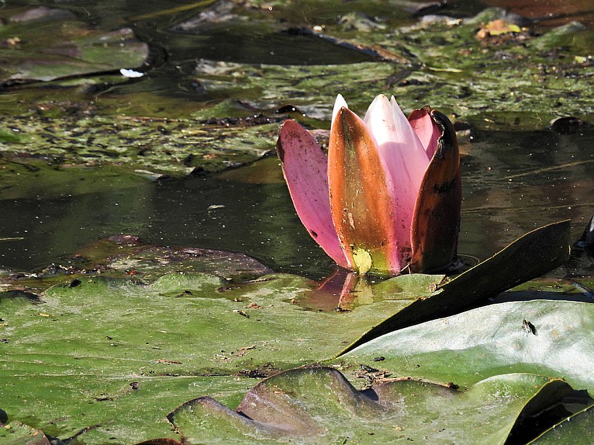 Natur pur bei am Neust&auml;dter Rosenteich