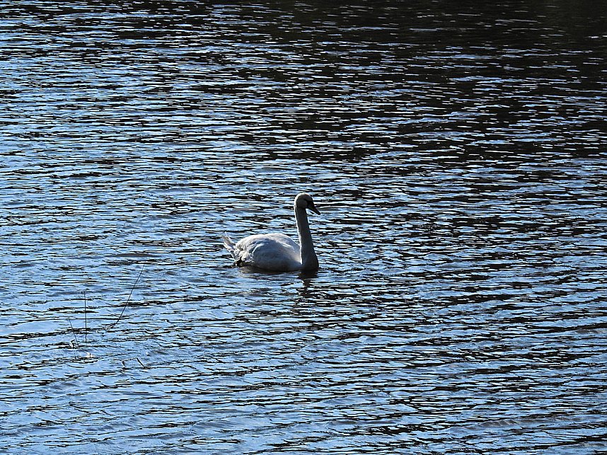 Natur pur bei am Neust&auml;dter Rosenteich