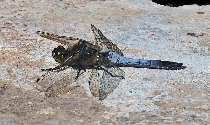 Natur pur bei am Neust&auml;dter Rosenteich
