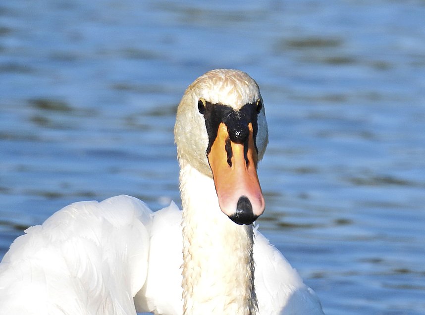 Natur pur bei am Neust&auml;dter Rosenteich