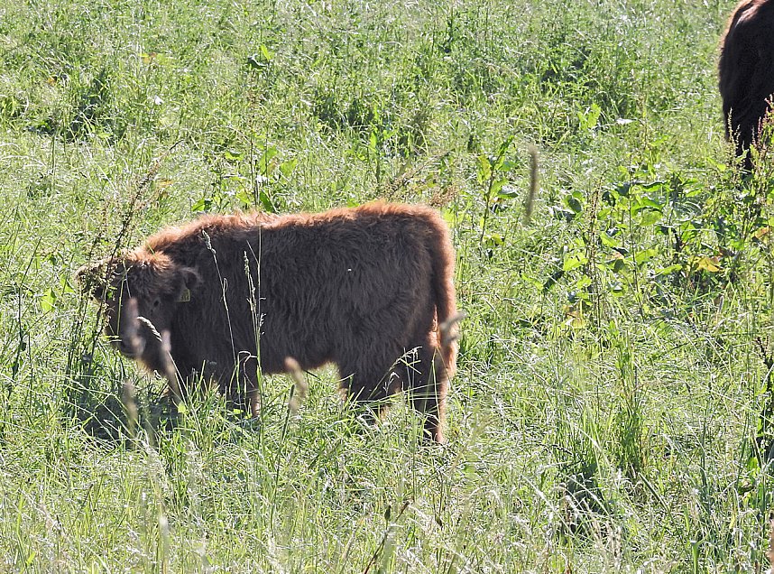 Natur pur bei am Neust&auml;dter Rosenteich