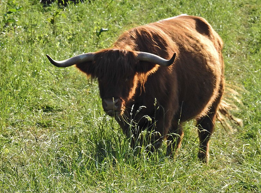 Natur pur bei am Neust&auml;dter Rosenteich