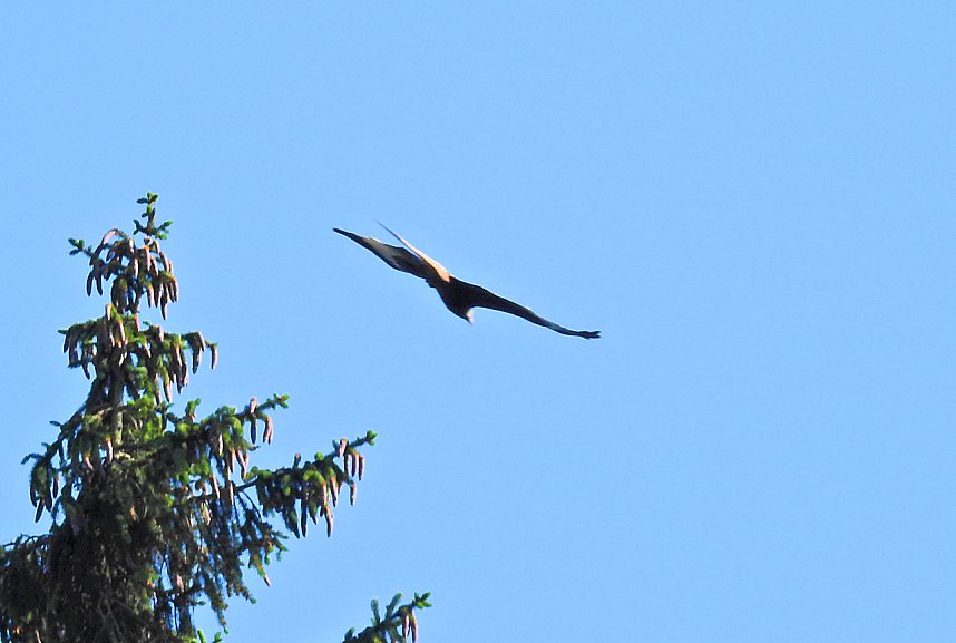 Natur pur bei am Neust&auml;dter Rosenteich