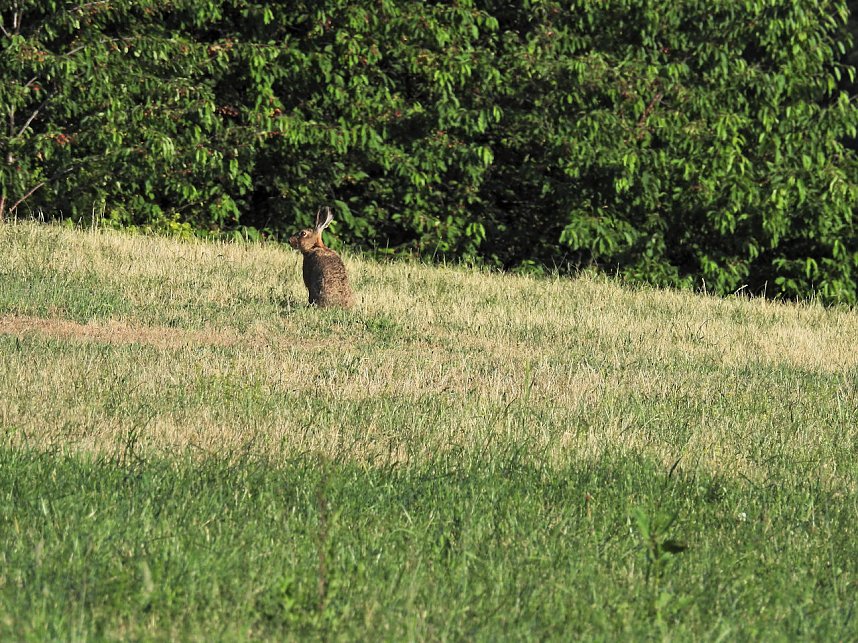 Natur pur bei am Neust&auml;dter Rosenteich
