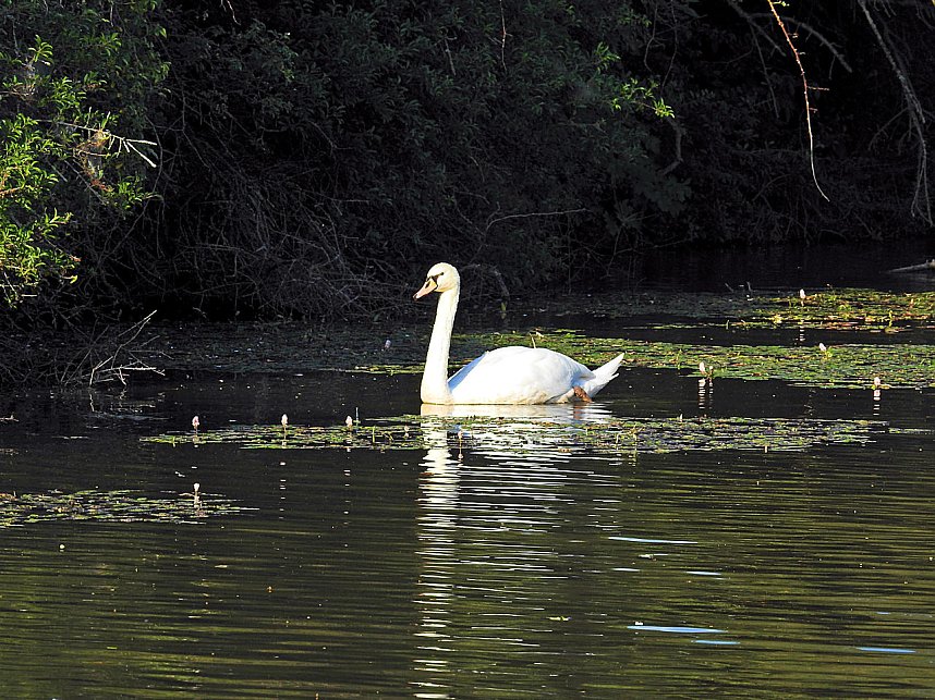 Natur pur bei am Neust&auml;dter Rosenteich