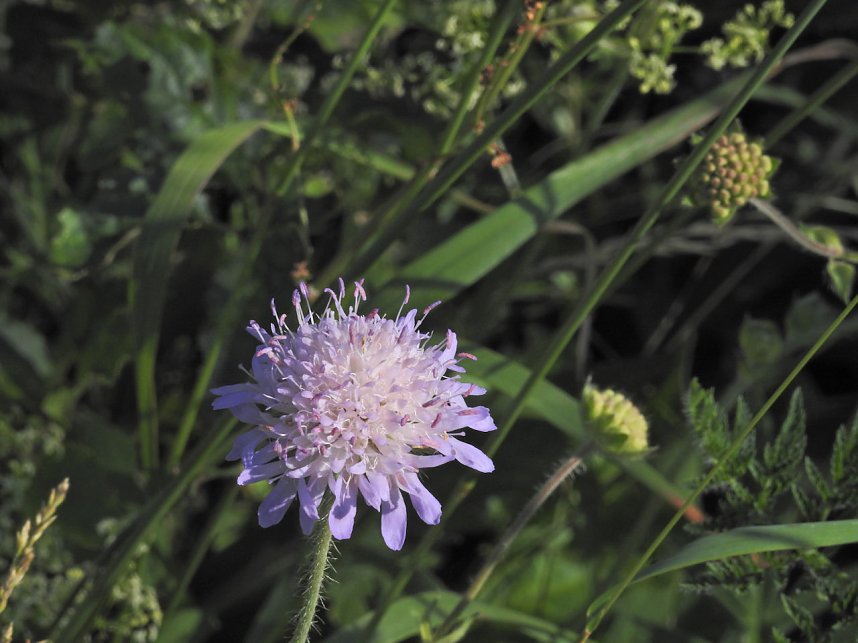 Natur pur bei am Neust&auml;dter Rosenteich