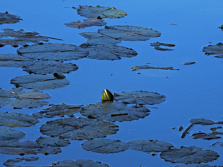 Natur pur bei am Neust&auml;dter Rosenteich
