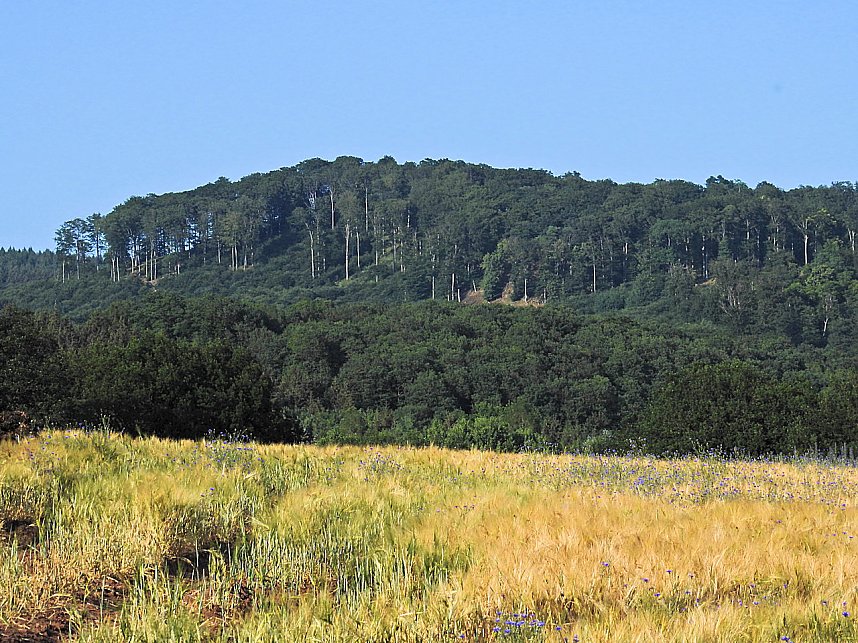 Natur pur bei am Neust&auml;dter Rosenteich