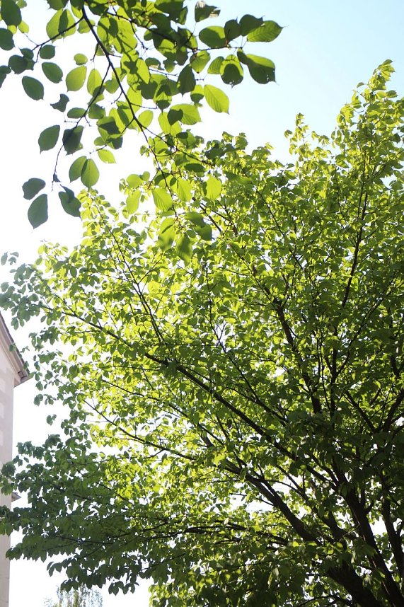 50. Nordh&auml;user Rolandsfest - der Samstagnachmittag