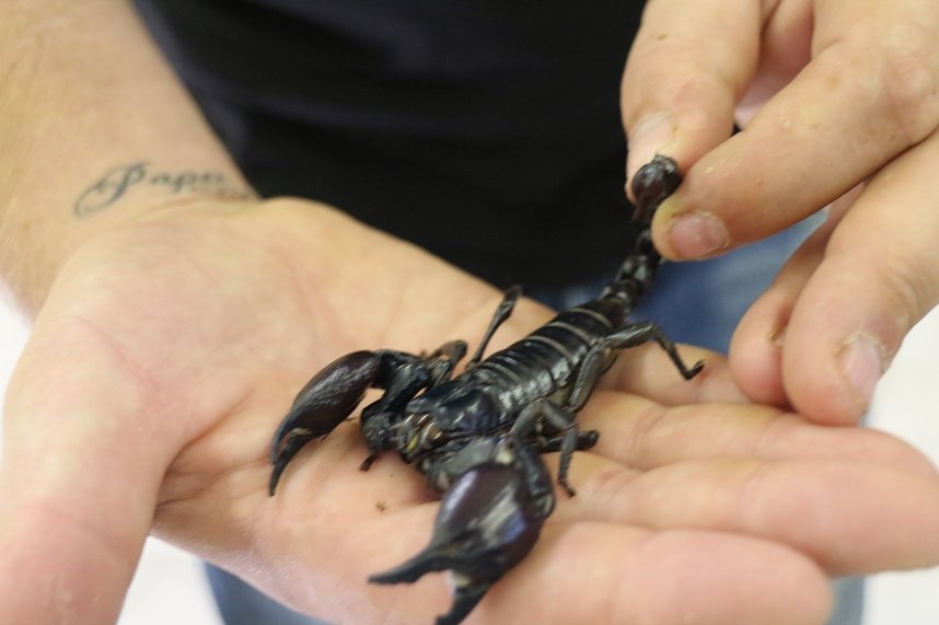 Spinnen- und Insektenschau in Sundhausen