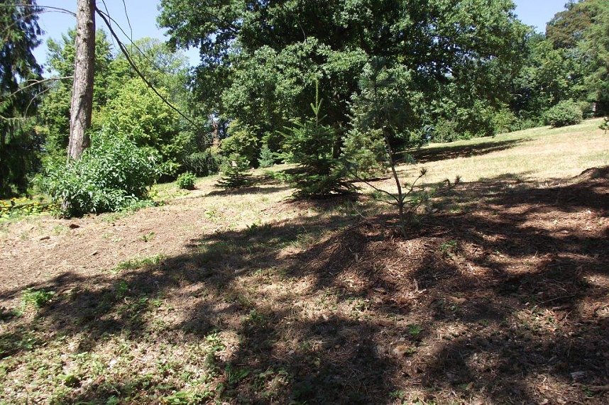 Noch gr&uuml;nt es im Park Hohenrode