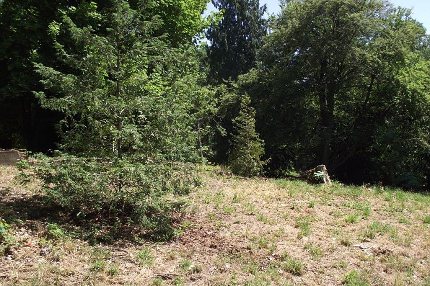 Noch gr&uuml;nt es im Park Hohenrode