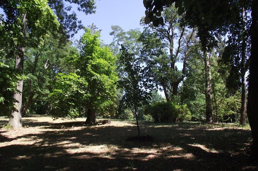 Noch gr&uuml;nt es im Park Hohenrode