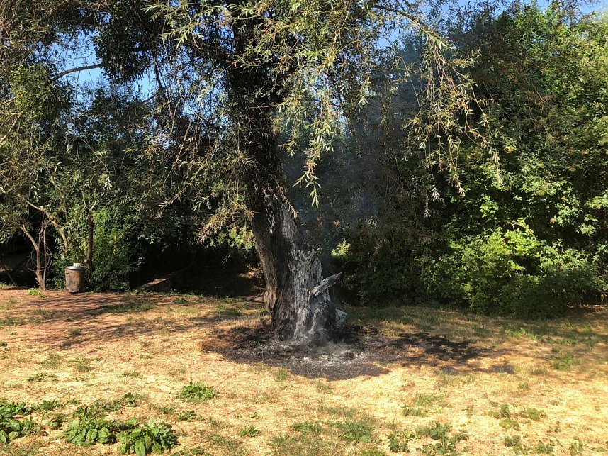 Baum angez&uuml;ndet