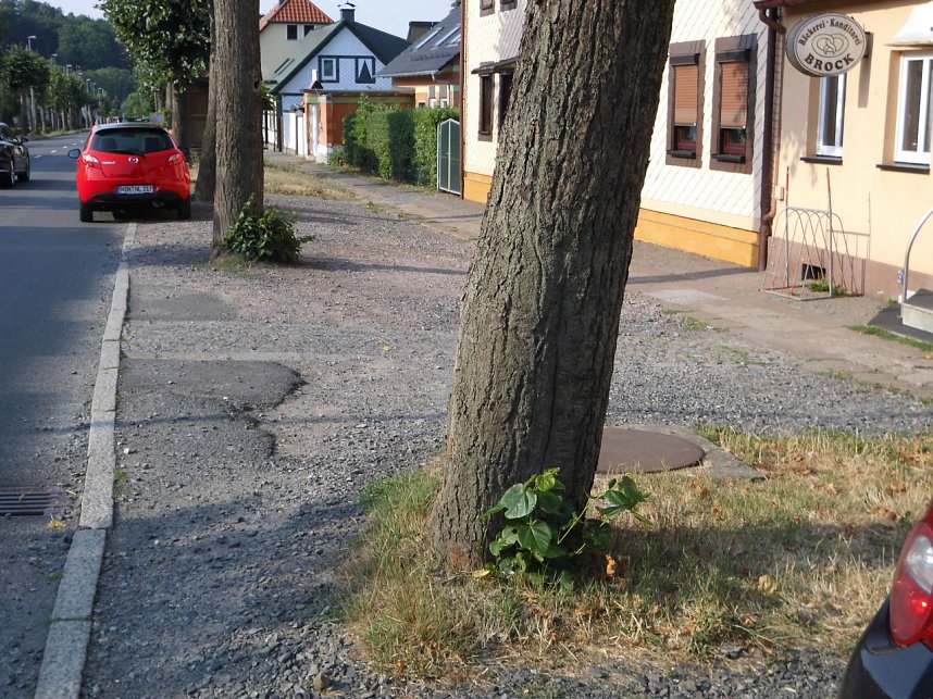 Nachruf auf eine Ilfelder Linde