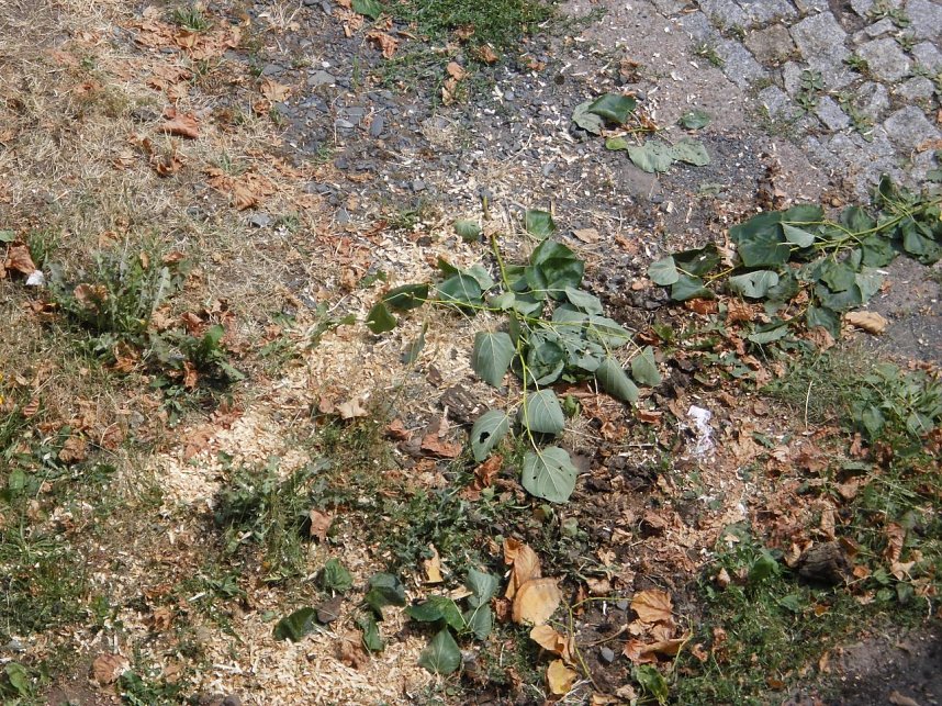 Nachruf auf eine Ilfelder Linde