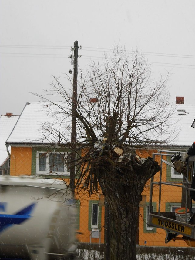 Nachruf auf eine Ilfelder Linde