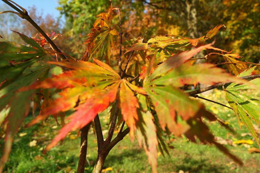 Mitbring-Party im Ahornpark Ilfeld