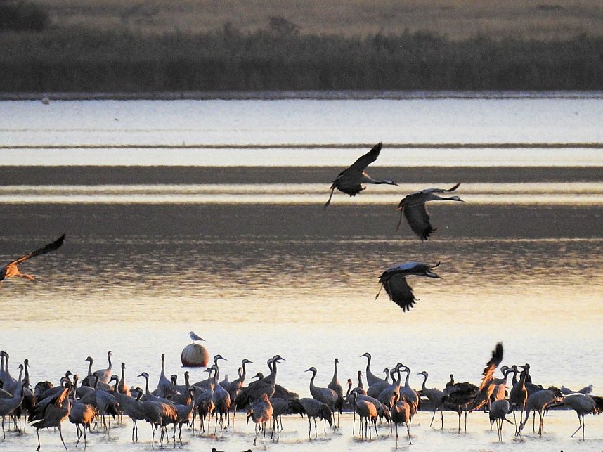 Die Vorboten flogen an