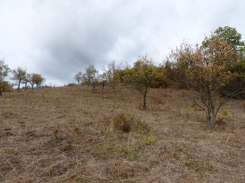 Geplante Neuverritzungsfl&auml;che zwischen Steigerthal und Stempeda