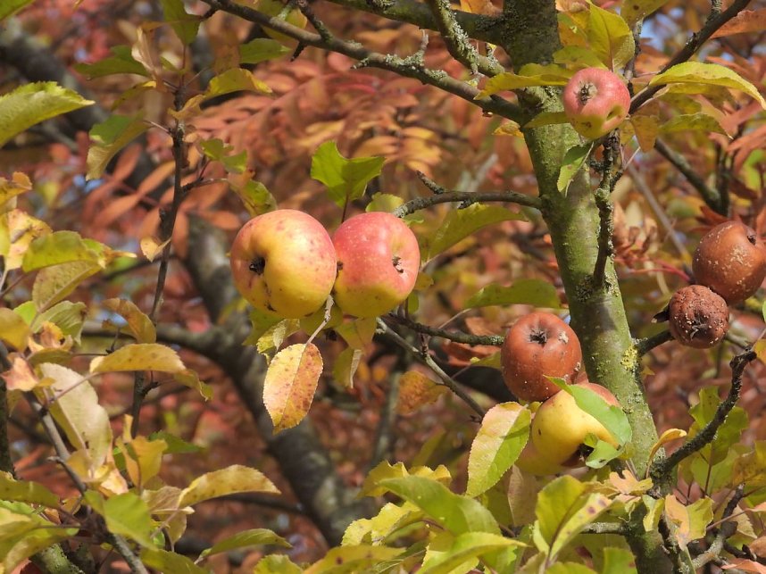 Herbstlicher Spaziergang