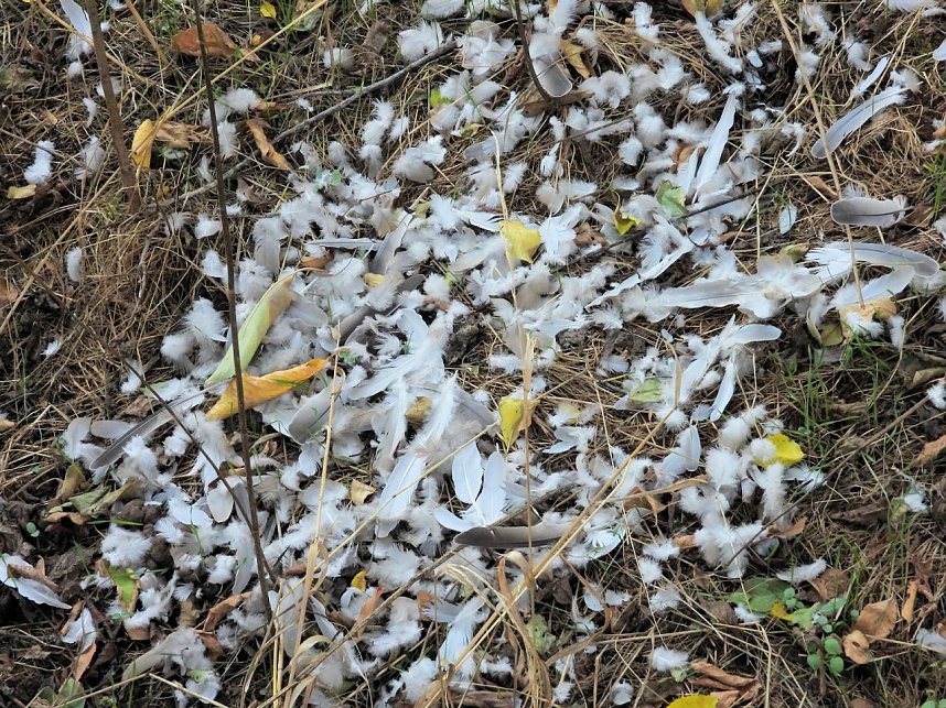Herbstlicher Spaziergang