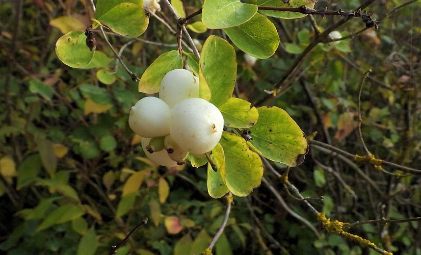 Herbstlicher Spaziergang