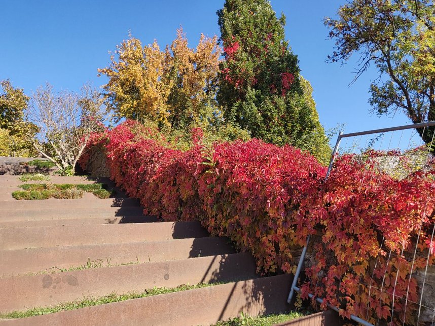Farbenpracht auf dem Petersberg und in der Luft