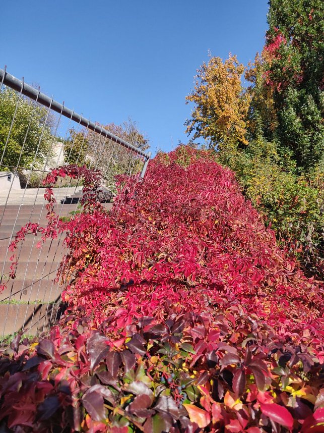 Farbenpracht auf dem Petersberg und in der Luft