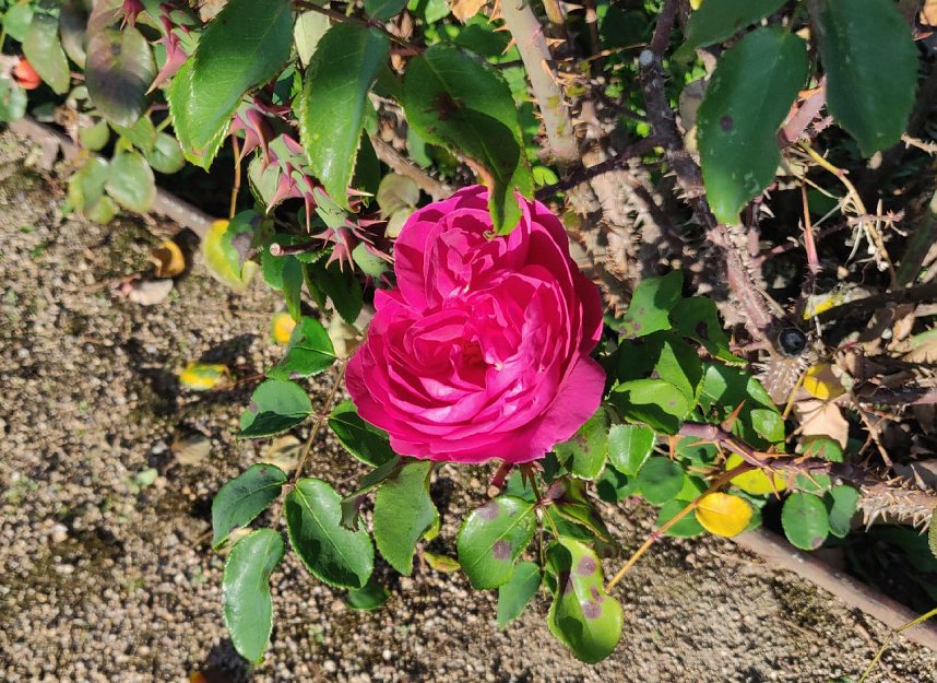 Farbenpracht auf dem Petersberg und in der Luft