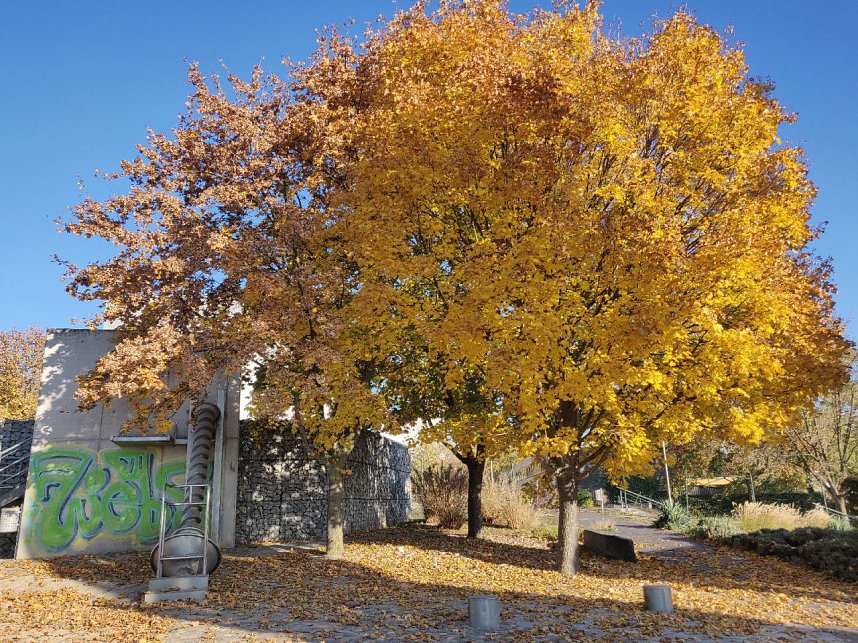 Farbenpracht auf dem Petersberg und in der Luft