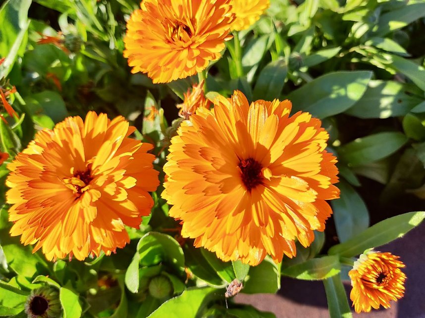 Farbenpracht auf dem Petersberg und in der Luft