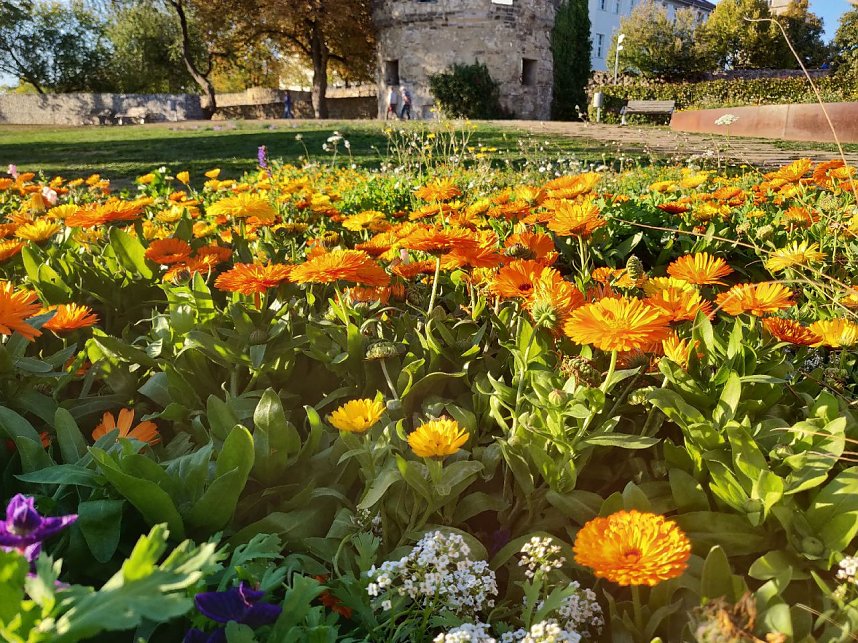 Farbenpracht auf dem Petersberg und in der Luft
