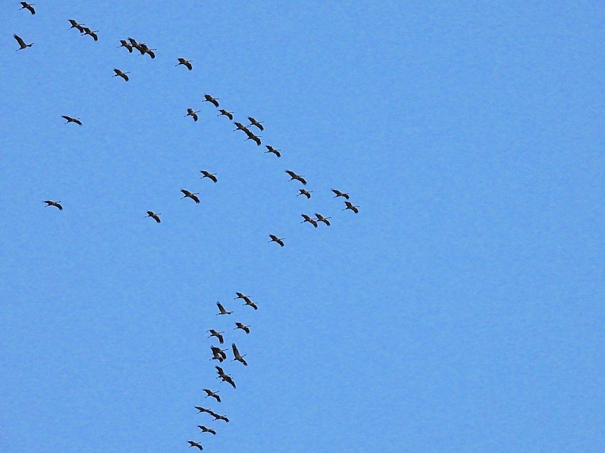 Abschied von den Kranichen