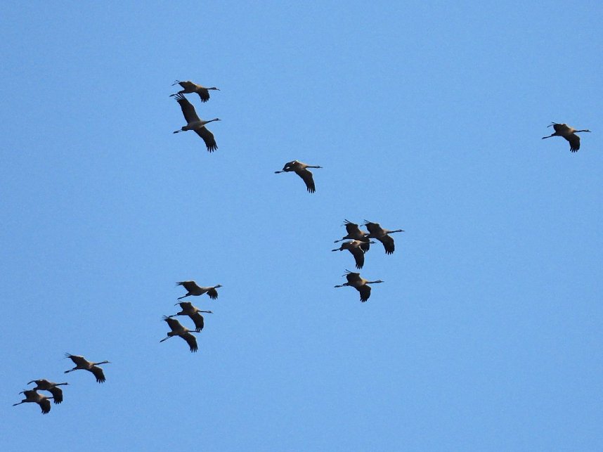 Abschied von den Kranichen