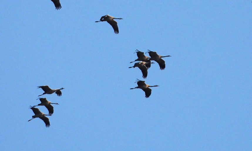 Abschied von den Kranichen