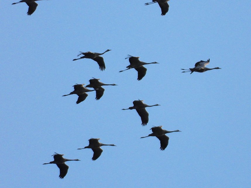 Abschied von den Kranichen