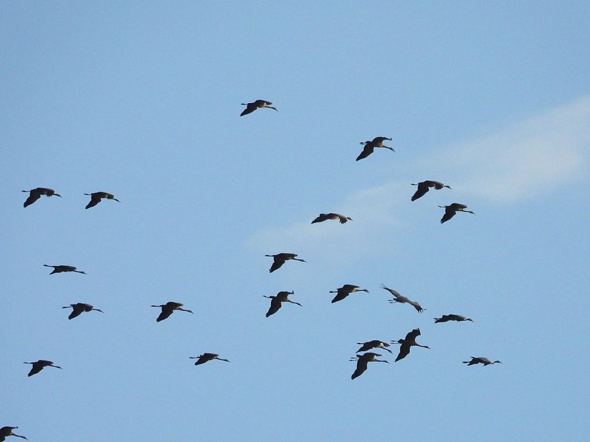 Abschied von den Kranichen