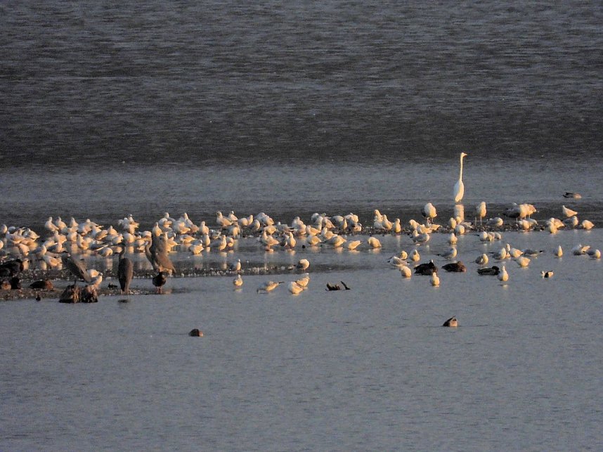 Abschied von den Kranichen