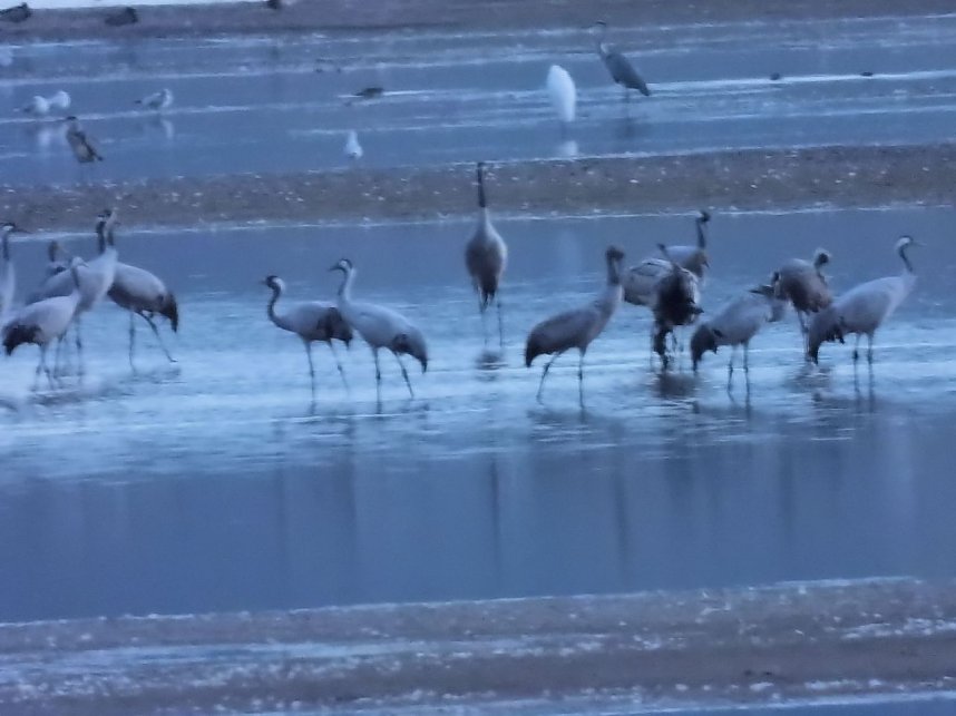 Abschied von den Kranichen