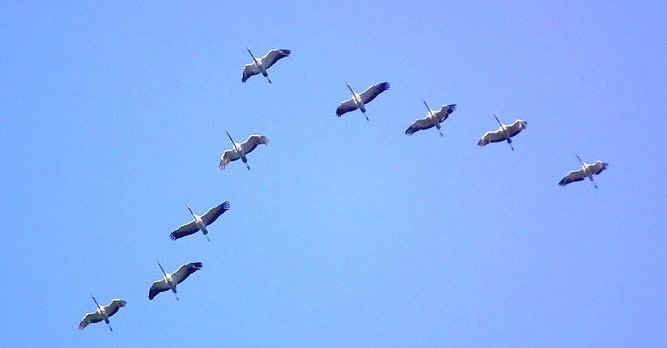 Kranichwanderung in Auleben 2018