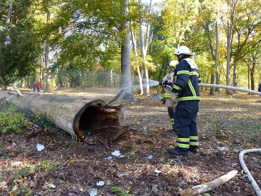 Hohler Baumstamm wurde in Brand gesetzt